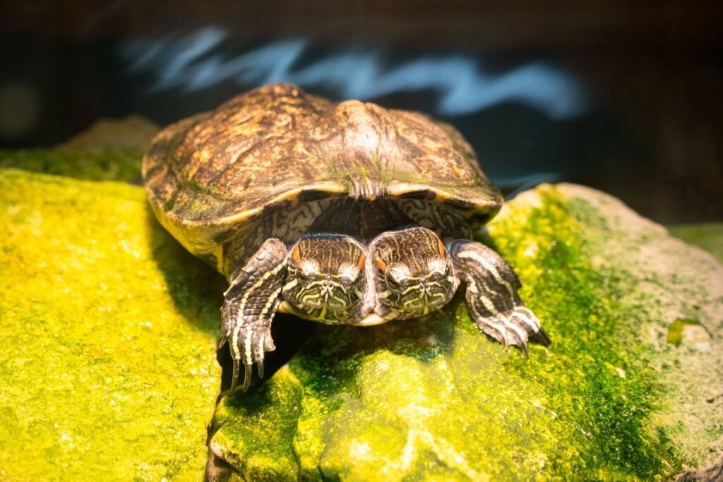 Two turtles rest on a green, moss-covered rock near water.