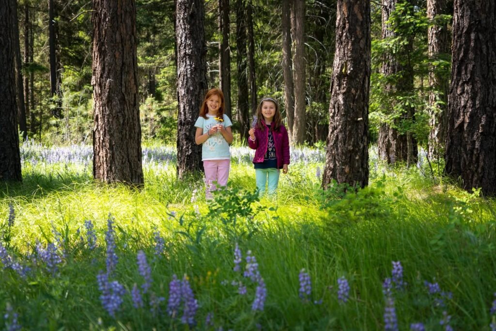 Two children standing among wildflowers in a sunlit forest. Tall conifer trees frame the scene.