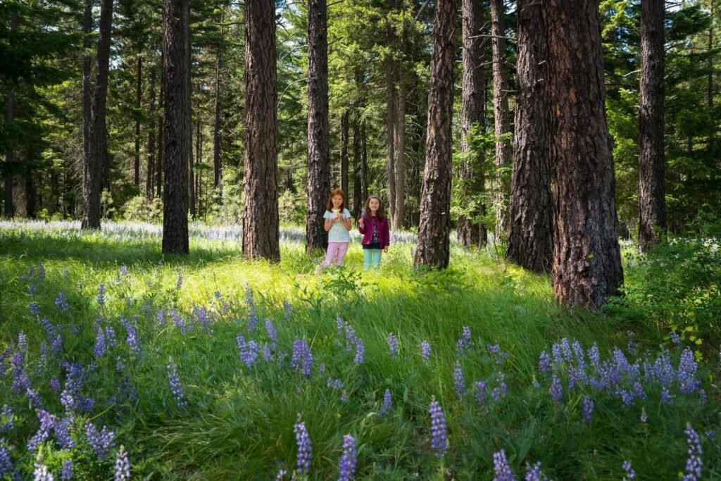 A forest floor blooming with purple lupines surrounded by tall evergreen trees with people strolling in the background.