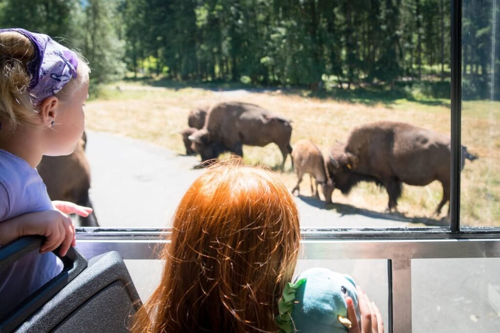 A traveler views a group of bison grazing in a sunlit open environment from a vehicle window.