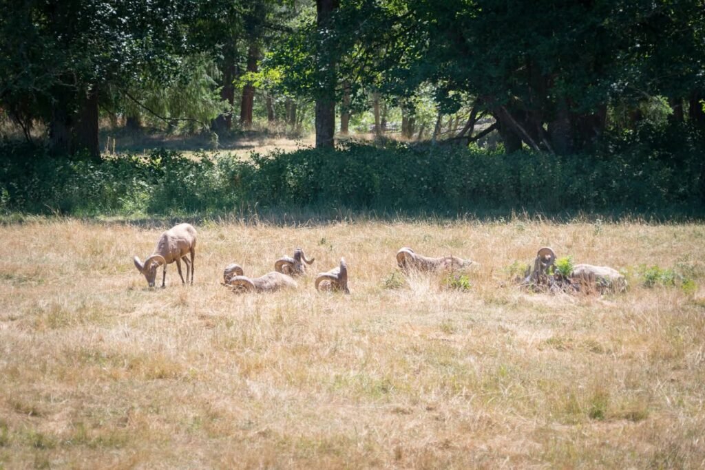 A group of elk grazes and rests in a dry field near a tree line. The scenery is peaceful and natural, set against a backdrop of lush greenery.