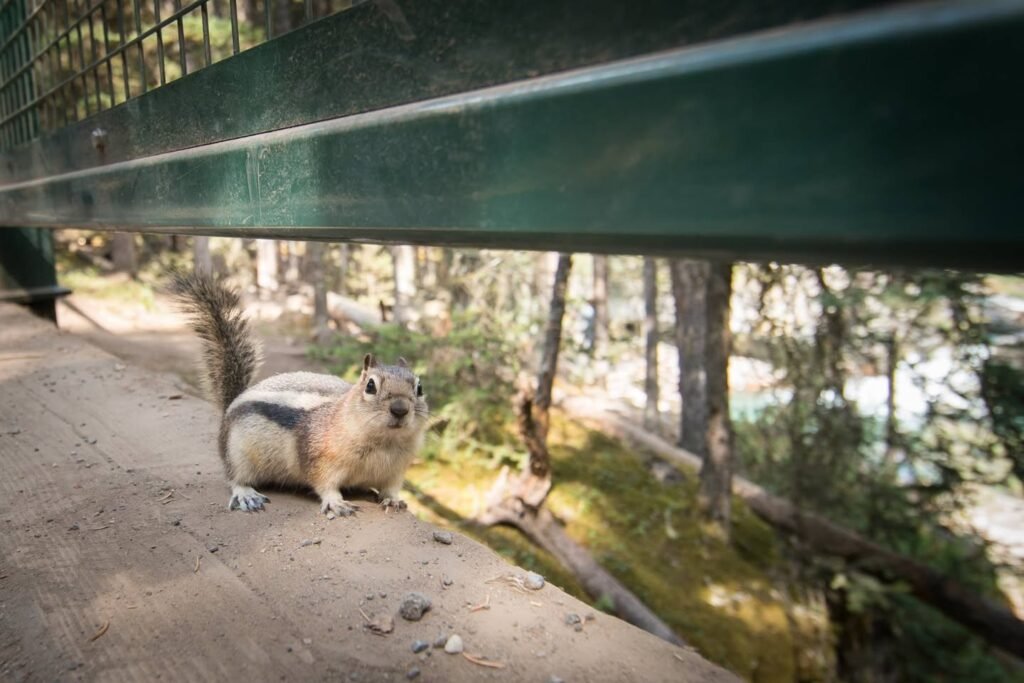 A curious squirrel perches on a wooden rail with a forest view in the background. The scene is filled with natural light and greenery.