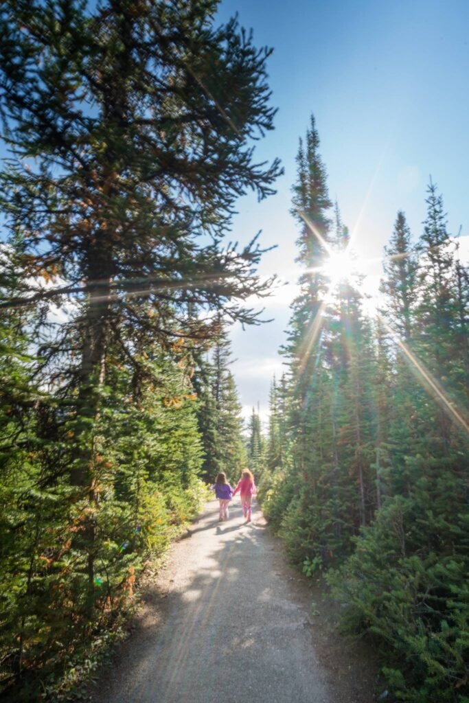 A sun-dappled dirt trail winds through tall evergreen trees in a lush forest with hikers walking in the distance.