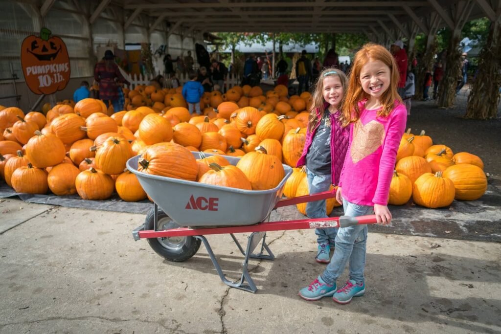 A person in a pink shirt stands next to a wheelbarrow full of pumpkins at a farm.