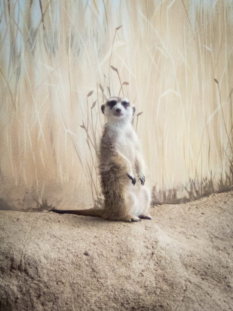A meerkat stands upright on sandy ground in front of a painted background of dry grasses.