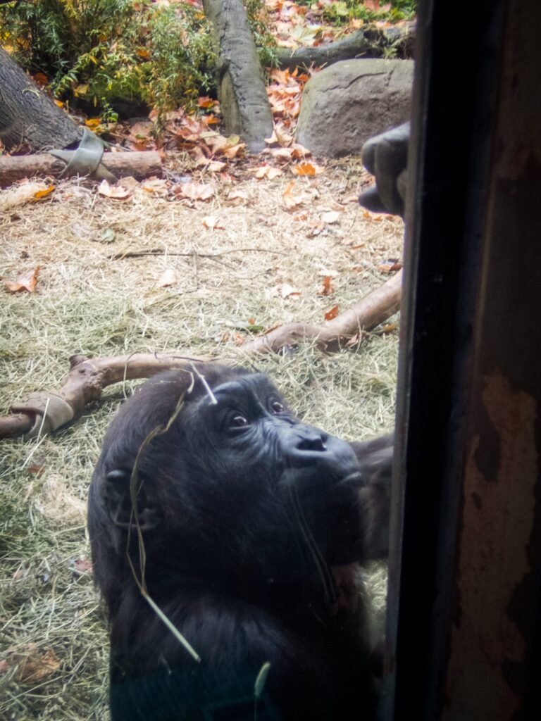 A chimpanzee with twigs on its head peers at a metal bar in an outdoor enclosure at a zoo.