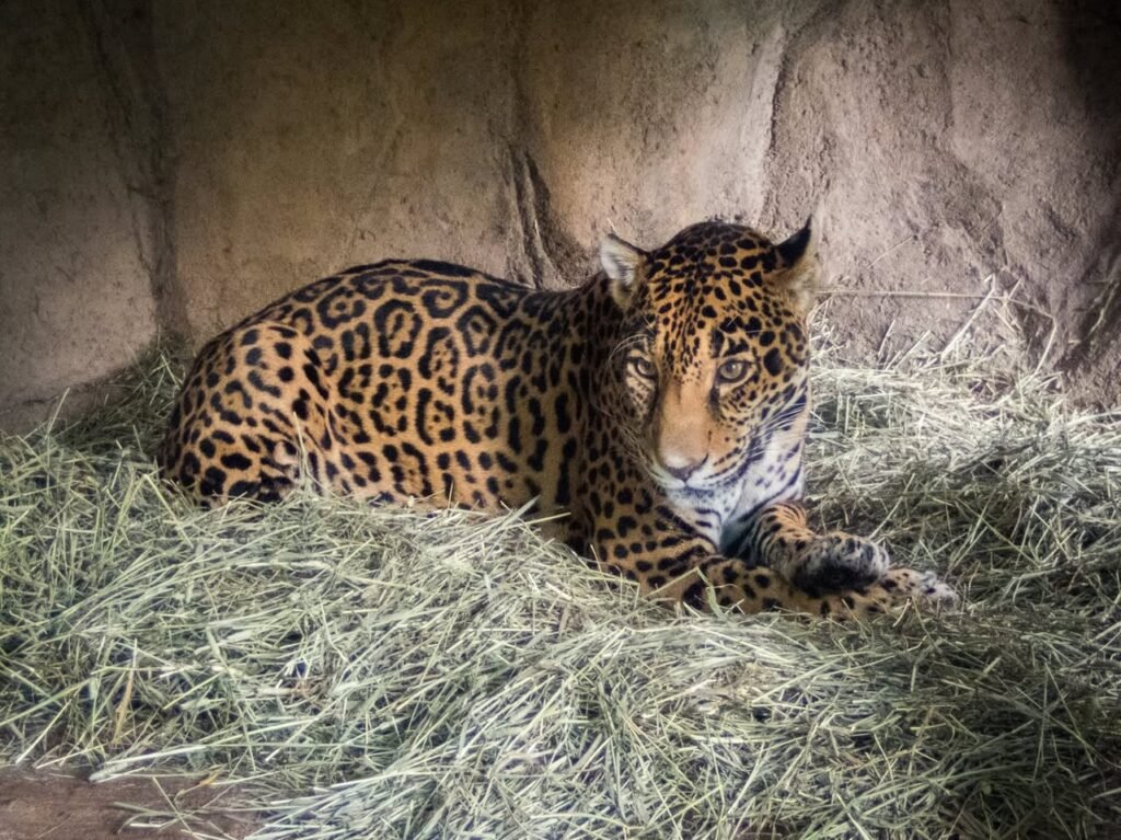 A leopard rests on a bed of dry grass with a stone enclosure wall behind, showcasing its distinctive spotted coat.