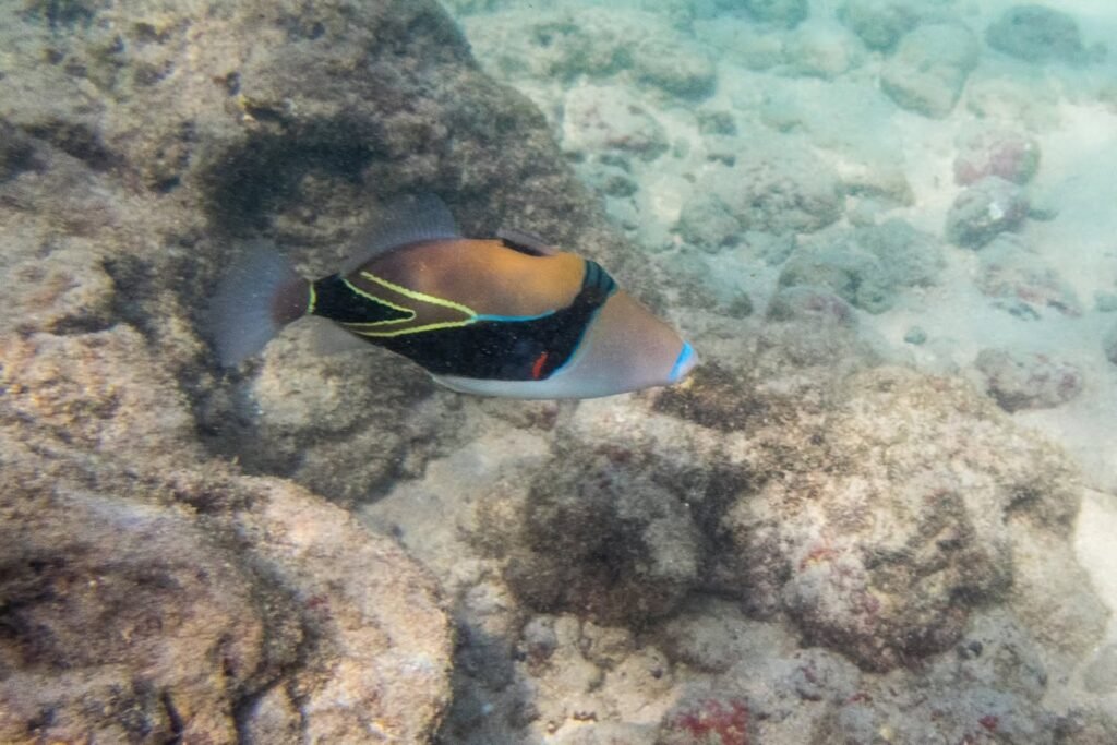 A vibrant, striped fish swimming in shallow, clear water over rocky terrain.