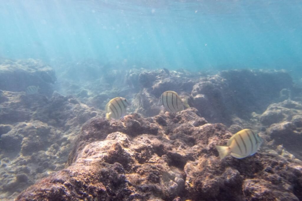 A group of fish swimming above rocky reef formations in clear blue underwater water. The scene features aquatic life and deep sea textures.