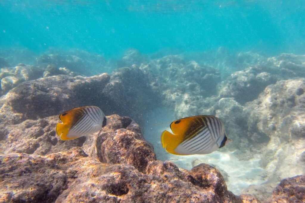 Two vibrant butterflyfish swim over a sandy and rocky seabed in clear turquoise water. The scene captures an underwater moment rarely seen from above.