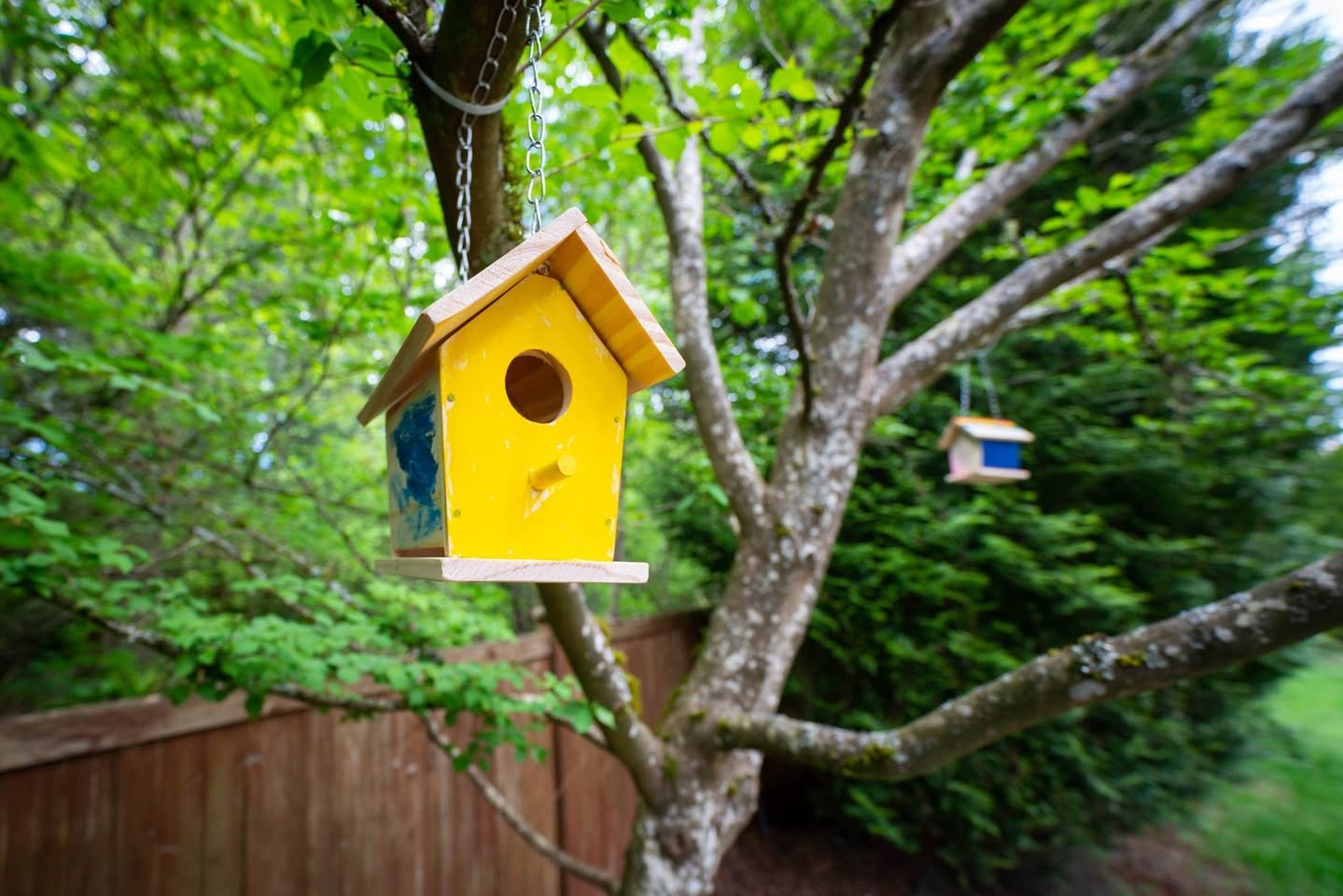 Bird Housing A yellow birdhouse with a wooden roof and perch hangs from a tree in a lush green garden.