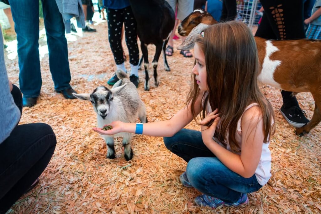 A child crouches to feed a small goat at an outdoor event, with people and animals nearby.