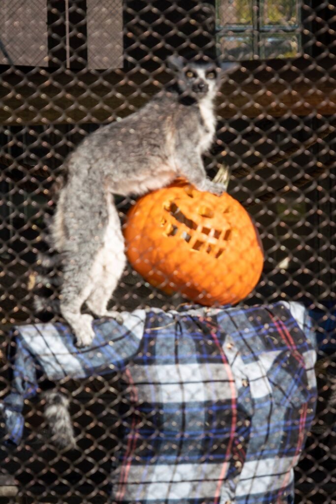 A gray and white cat balances on a carved jack-o-lantern pumpkin placed on outdoor furniture.