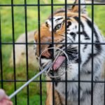 A close-up of a tiger extending its tongue to grab a treat from a metal ring held by a hand through a cage.