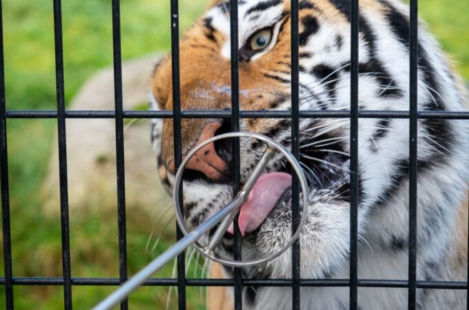 A close-up of a tiger extending its tongue to grab a treat from a metal ring held by a hand through a cage.