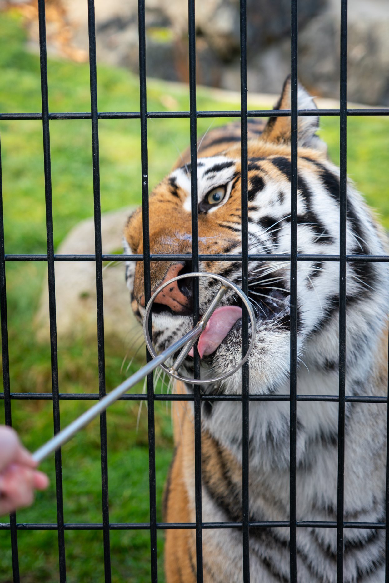 Cougar Mountain Zoo A close-up of a tiger extending its tongue to grab a treat from a metal ring held by a hand through a cage.