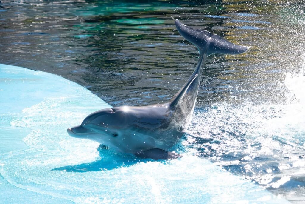 Dolphin Tail Splash at Aquarium