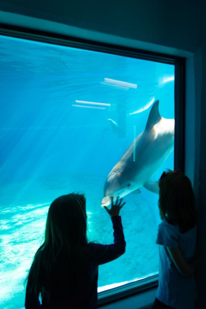 Visitors watching a dolphin swim in a aquarium tank. A child reaches out to touch the glass viewing panel at the aquarium.