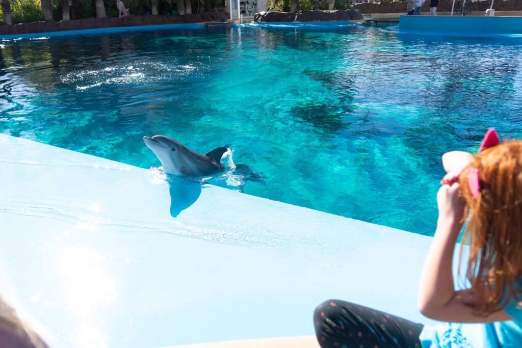 A person wearing a pink hat watches a dolphin swim in a clear blue pool. The animal is at the edge of the white concrete deck.