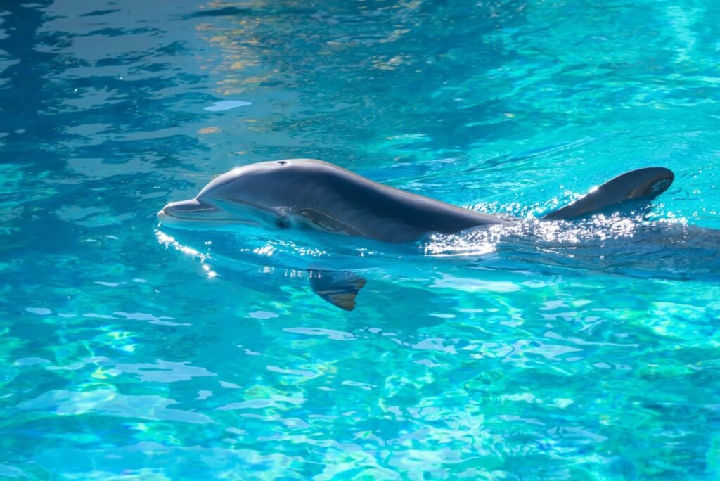 A dolphin swims gracefully in bright turquoise water, with a smaller fish visible below the surface. The vibrant blue tones highlight the clarity of the aquatic environment.