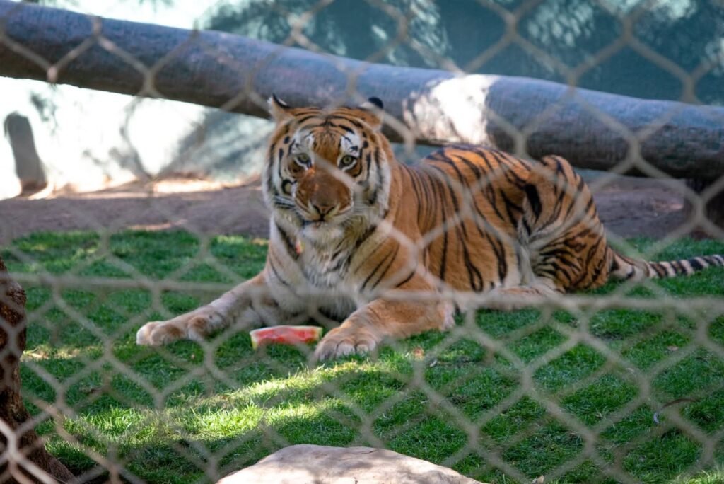 A close-up of a tiger lying on green grass viewed through a chain-link fence with a large log in the background.