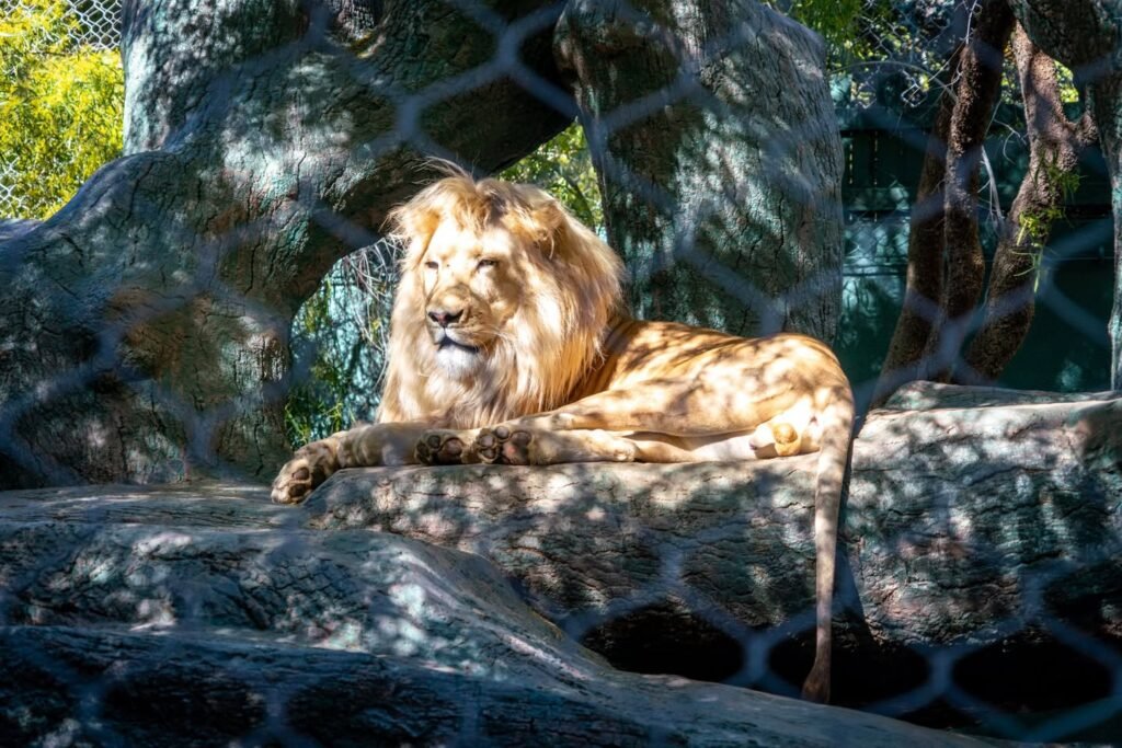 A lion rests on a rocky surface inside an enclosure, showcasing the beauty of these creatures in a protected environment.
