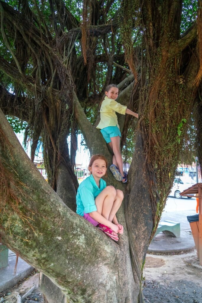 Two children climbing a large, moss-covered tree with sprawling branches in a park setting.