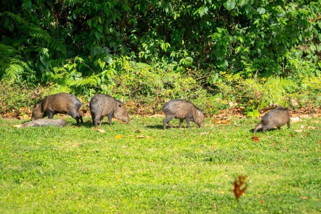 Wild pigs foraging on the grass in a lush, green, forested area.
