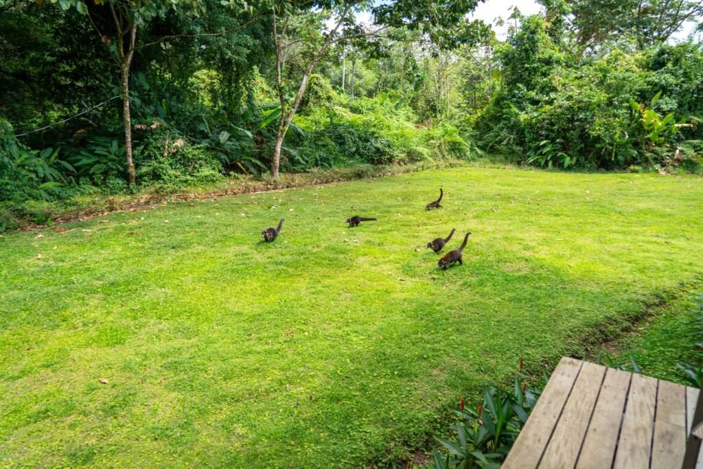 A group of ducks forages on a lush green lawn near a wooden deck.