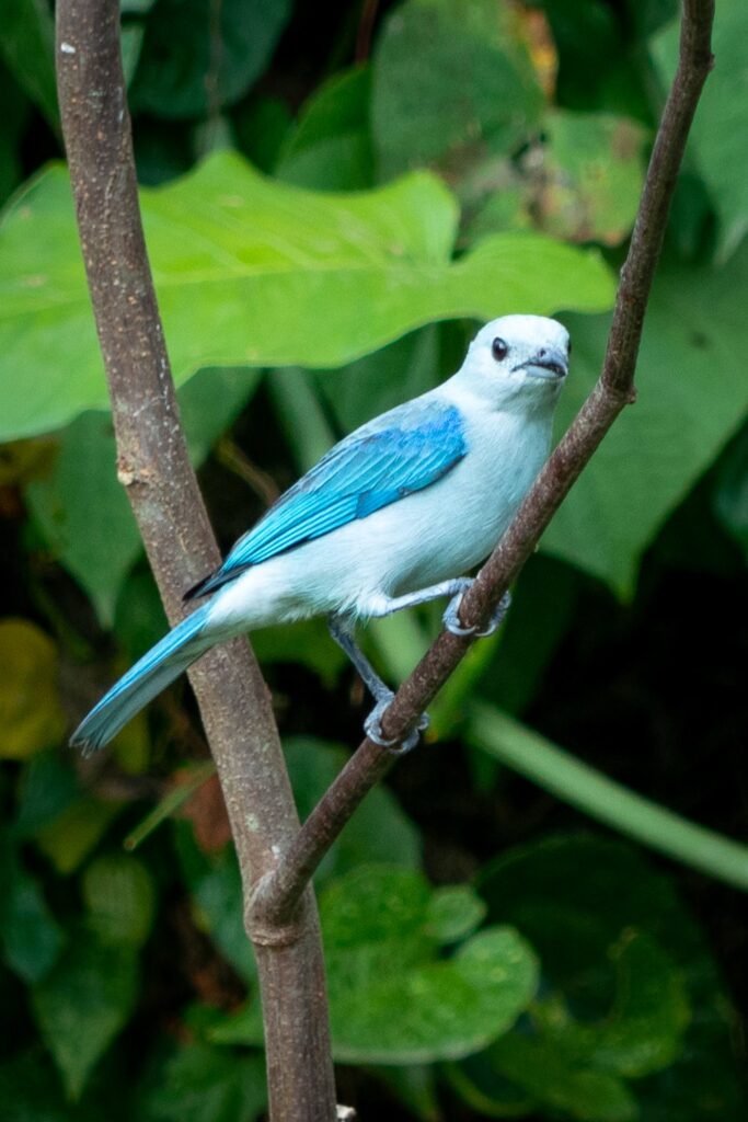 A striking blue and white bird grips a branch against a backdrop of lush green vegetation.