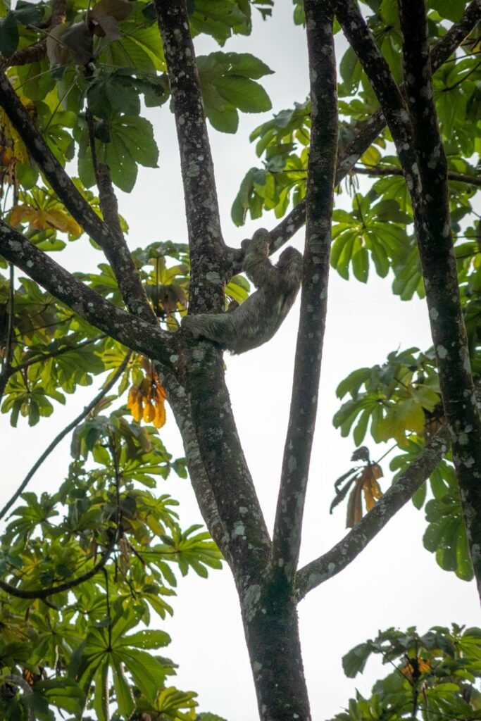 A marmoset is seen playing on the branches of a lush tree. The image captures the animal mid-action, surrounded by vibrant green foliage.
