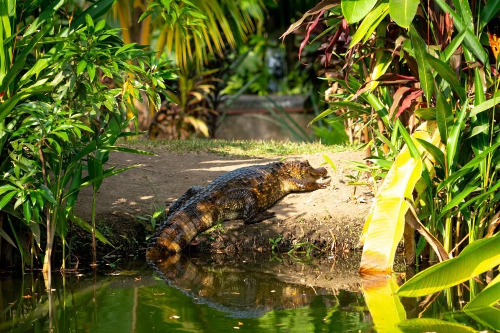 Alligator Resting in a Pond