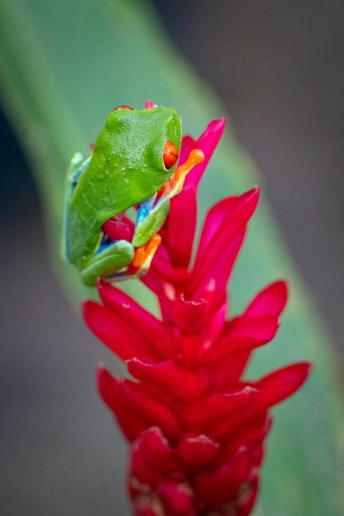 A Green Leaf Tree Frog with orange feet perched atop a cluster of vibrant pink bromeliad flowers.