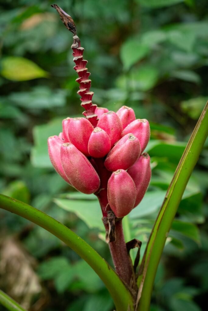 Close-up of vibrant pink banana buds on a plant. Set against a lush green background in the Pacific Northwest.