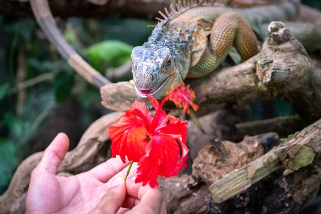 An iguana eats a bright red hibiscus flower offered by hand. The natural habitat features tree branches and green foliage.
