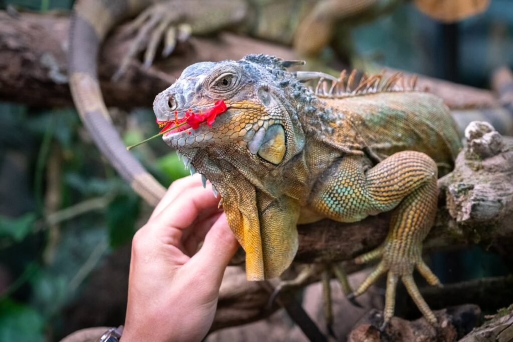 A close-up of a person's hand offering a red piece of fruit to a green iguana. The iguana is perched on a branch with visible scales and sharp claws.