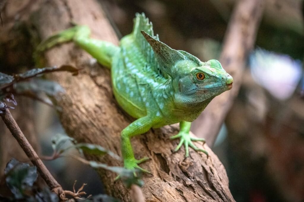 A bright green lizard rests on a rough tree branch in a jungle setting. Close-up view of the reptile's head and limbs.