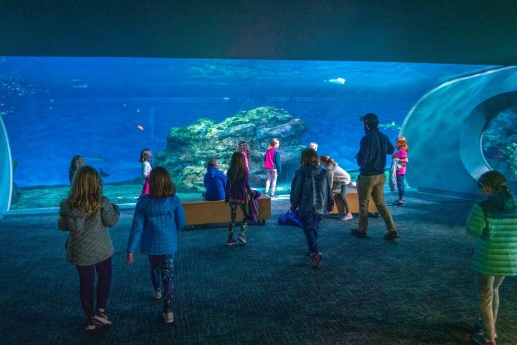 Visitors at an aquarium viewing a large aquarium and an underwater tunnel.