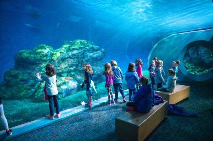 A group of visitors admiring a large aquarium tank with vibrant underwater scenery from the Pacific Northwest.