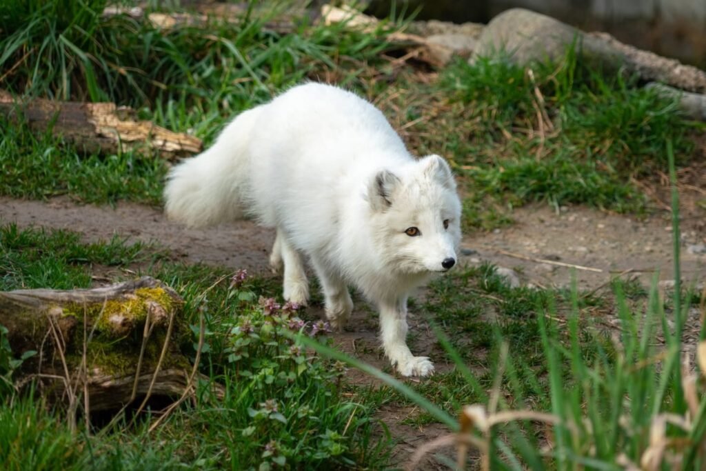 A white Arctic fox walks through a grassy area with green vegetation and exposed roots.