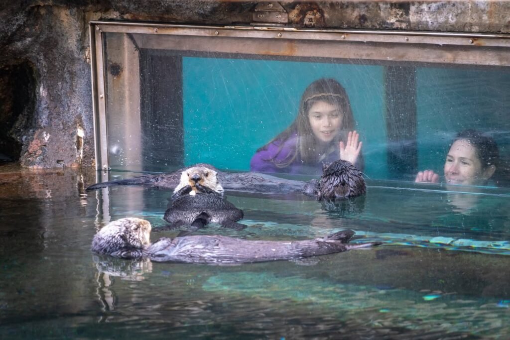 Sea otters floating in a pool close to a glass barrier with visitors observing underwater.