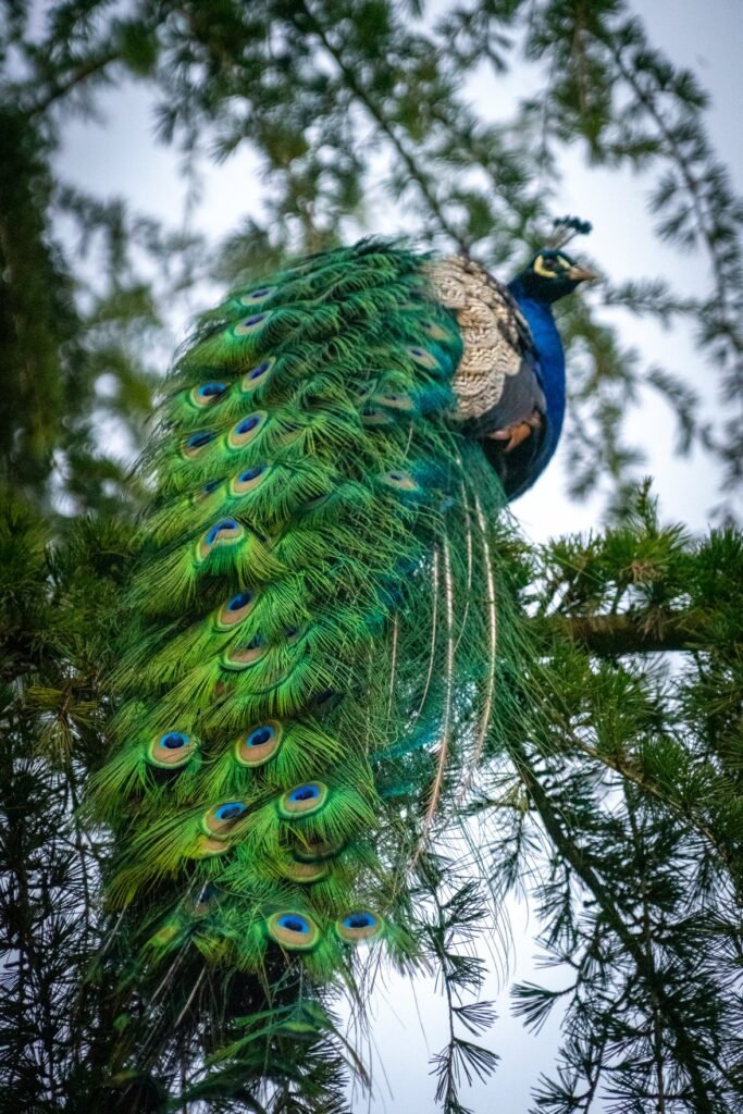 A vibrant peacock perches gracefully on an evergreen branch, displaying its striking green and blue tail feathers against a soft, overcast sky.