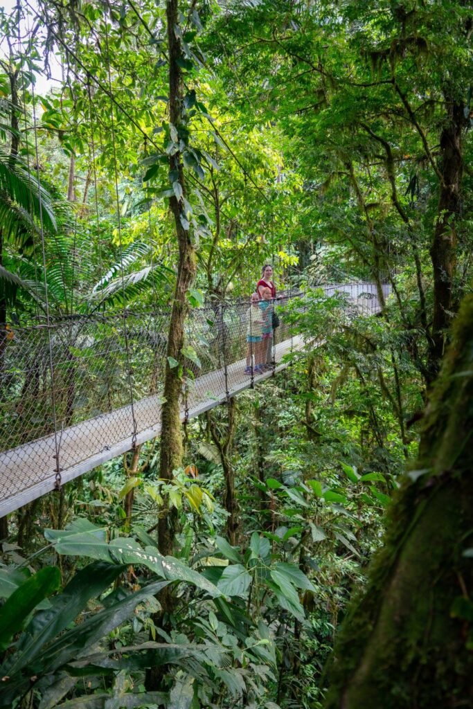 Aerial view of the elevated canopy walkway winding through the lush green treetops of a rainforest.