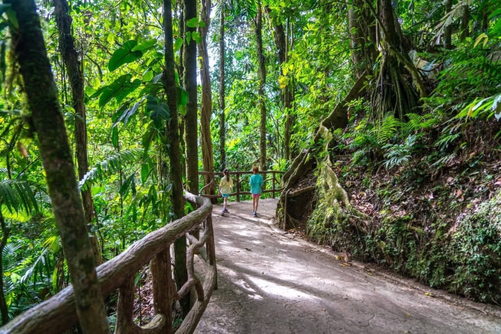 Walking through a lush green rainforest on a paved trail with wooden railings. A figure in turquoise stands at the turn of the path.