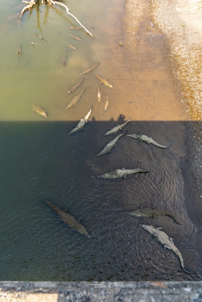 Multiple fish swim in a shallow pond.