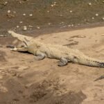 Si Como No A large crocodile lies on a sandy bank, with scaly skin and a long tail visible.