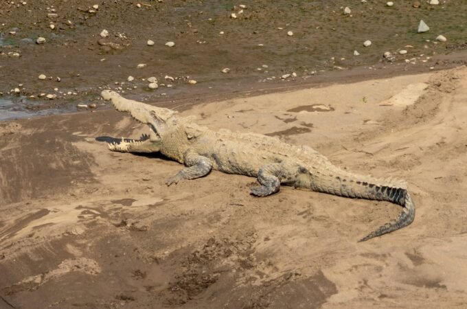 A large crocodile lies on a sandy bank, with scaly skin and a long tail visible.