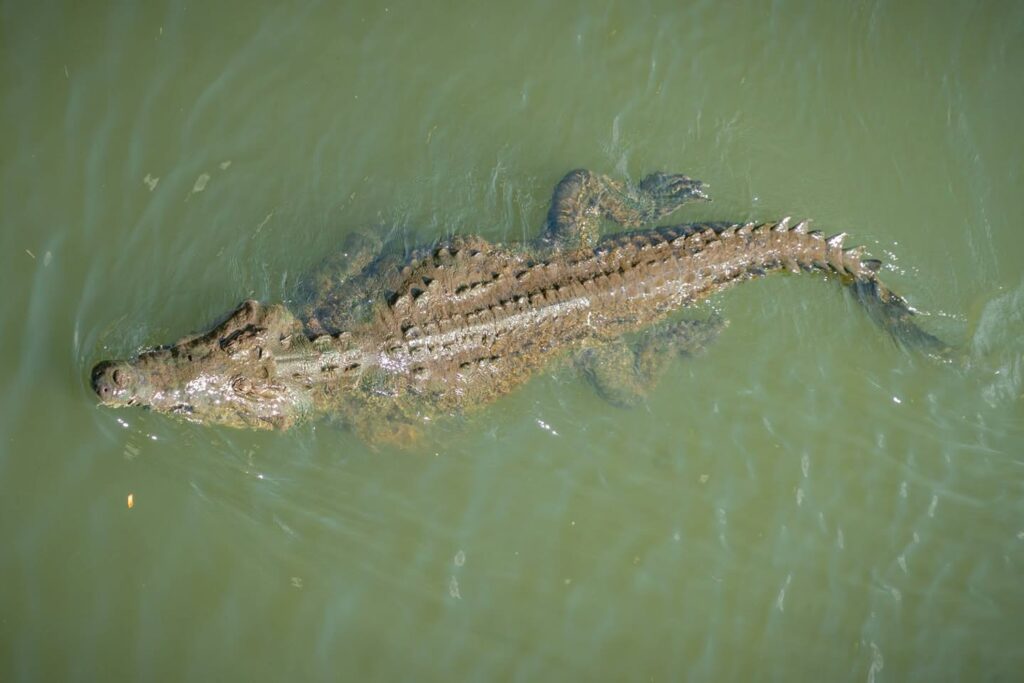 A young American alligator swims through green, murky water displaying distinct dark stripes along its body.