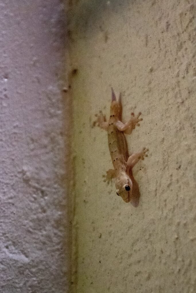 Close-up of a house gecko climbing a textured wall corner, showcasing its natural climbing abilities.