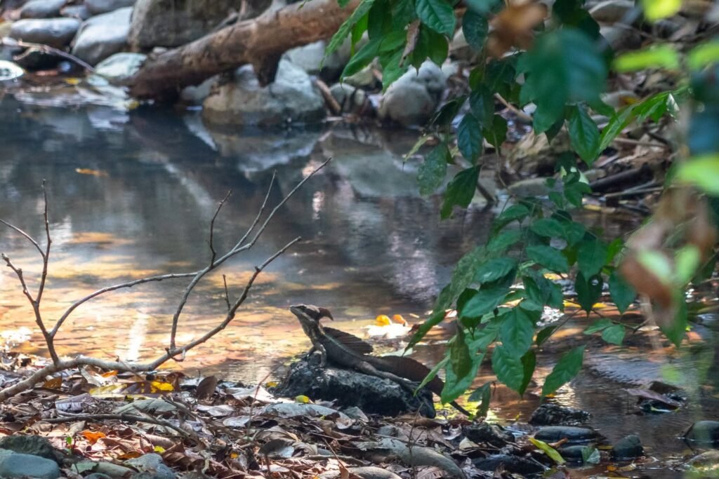 A bird perched on a rock by a creek in the Pacific Northwest.